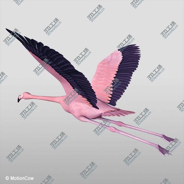 images/goods_img/20210312/Flamingo Pink - Flying/3.jpg